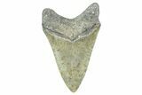 Serrated, Fossil Megalodon Tooth - North Carolina #371661-2